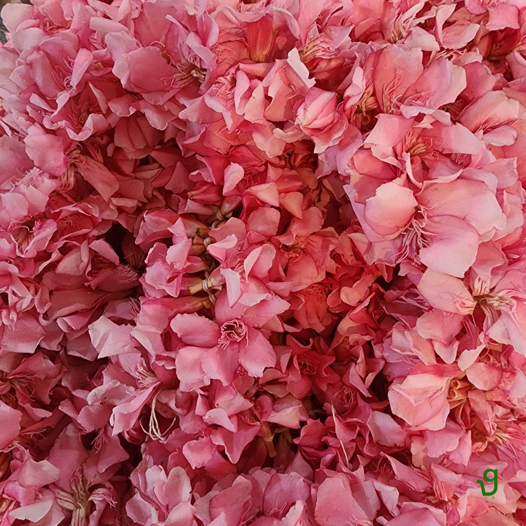 Oleander Pink Flower/Arali String (No Smell) (1 meter)