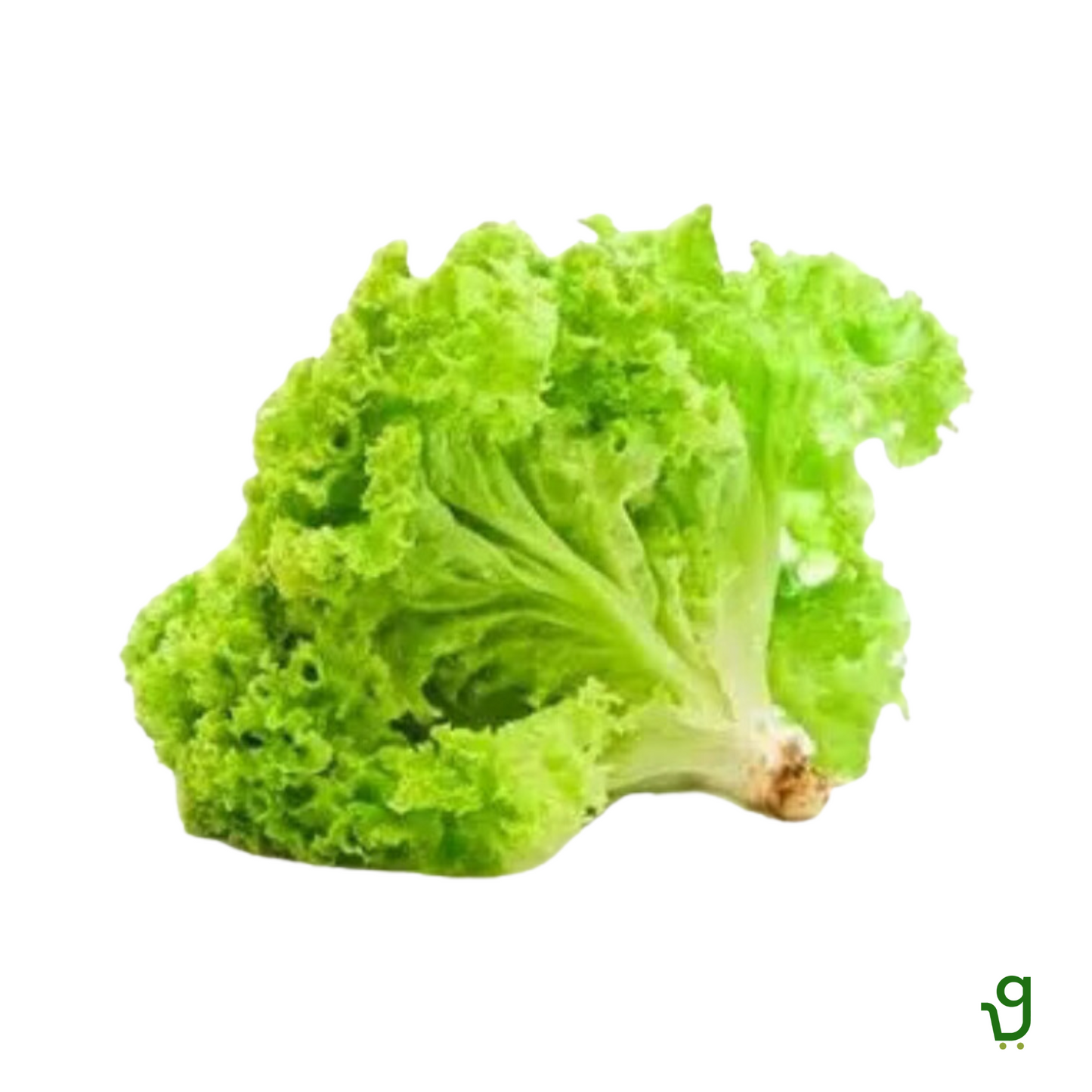 Green Lettuce (1 Kg)