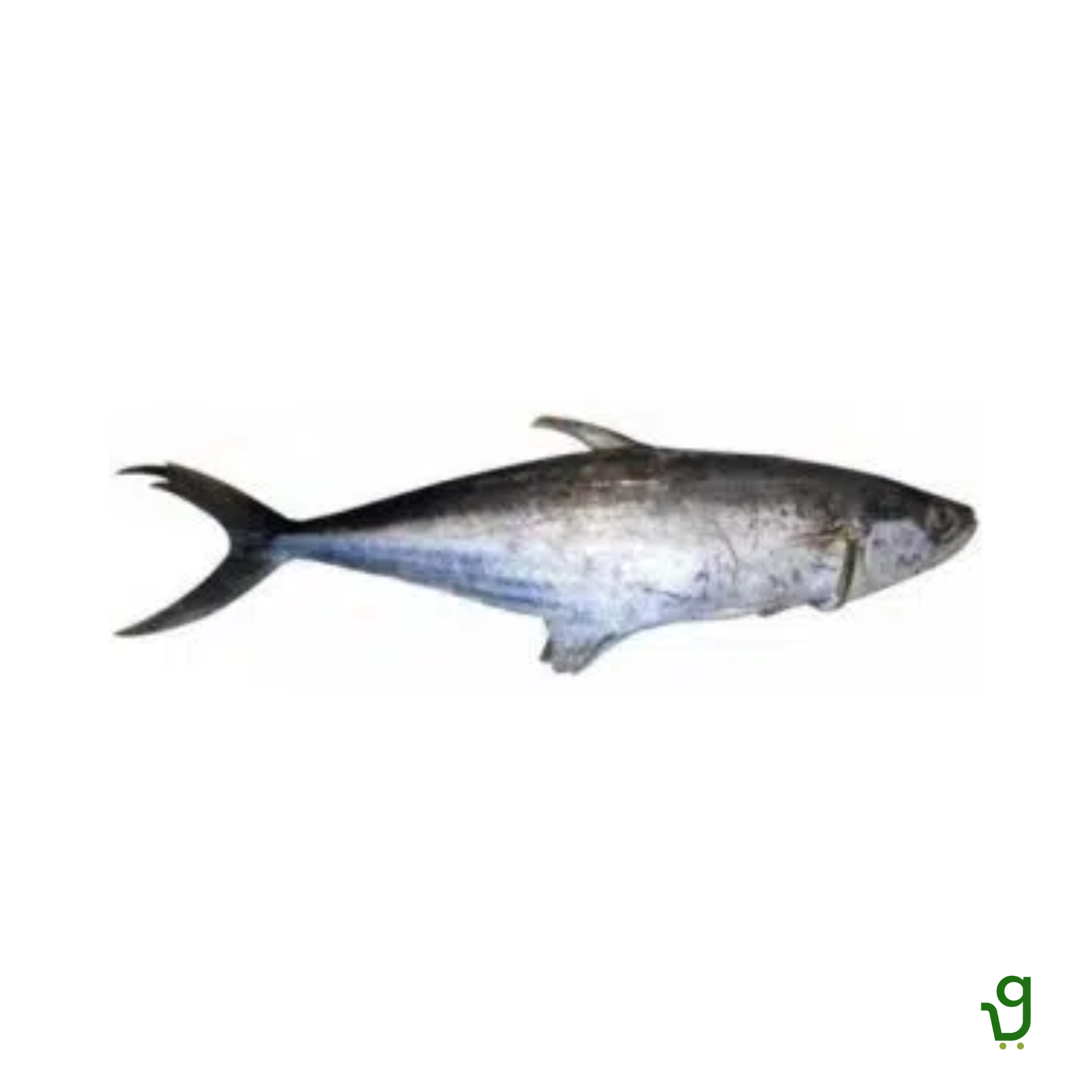 King Fish Small (1kg- 1.2Kg)