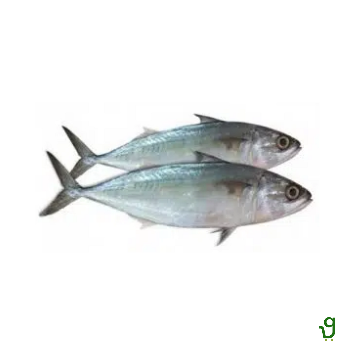 Mackerel - Bangda (1 Kg)