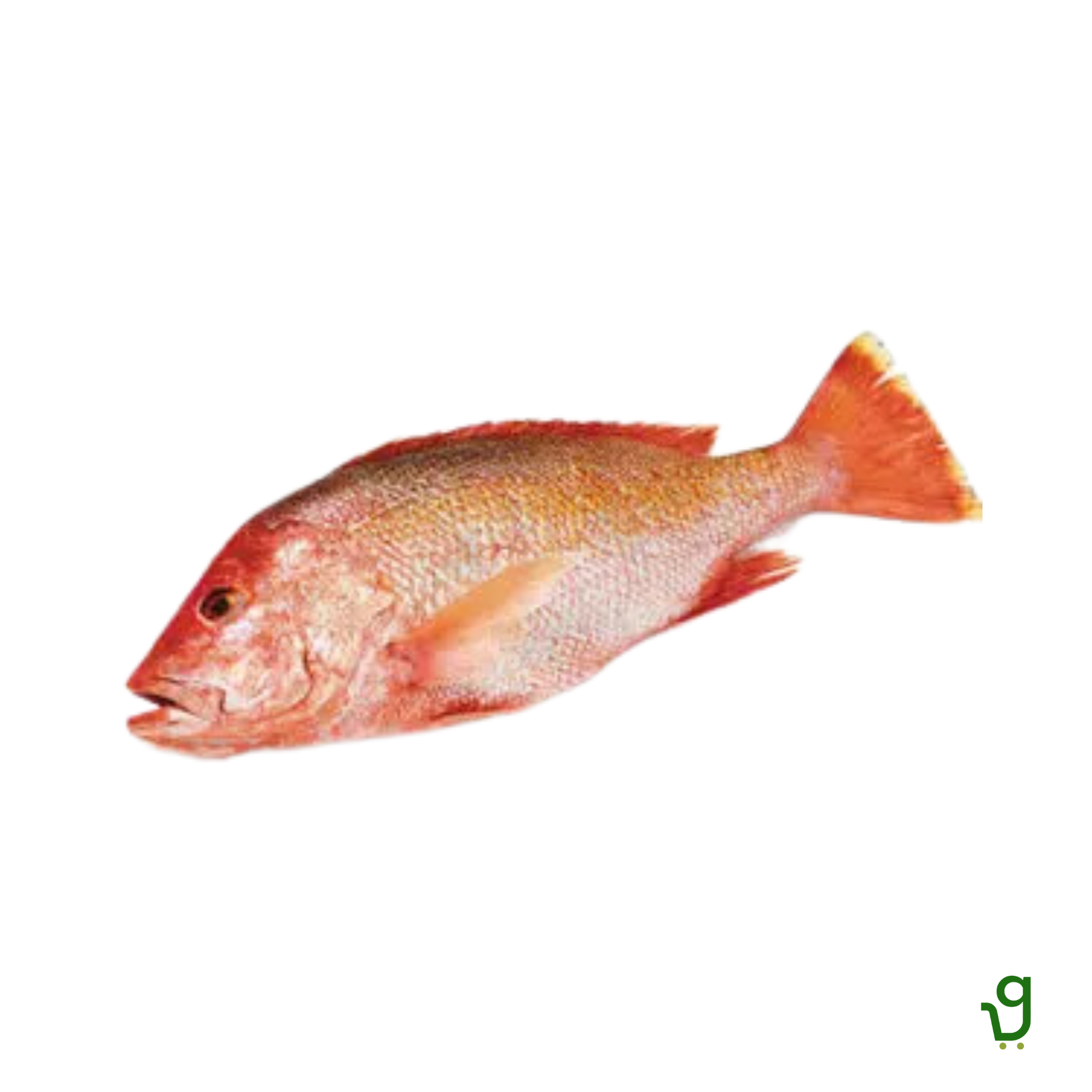 Red Snapper (1 Kg-1.2kg)