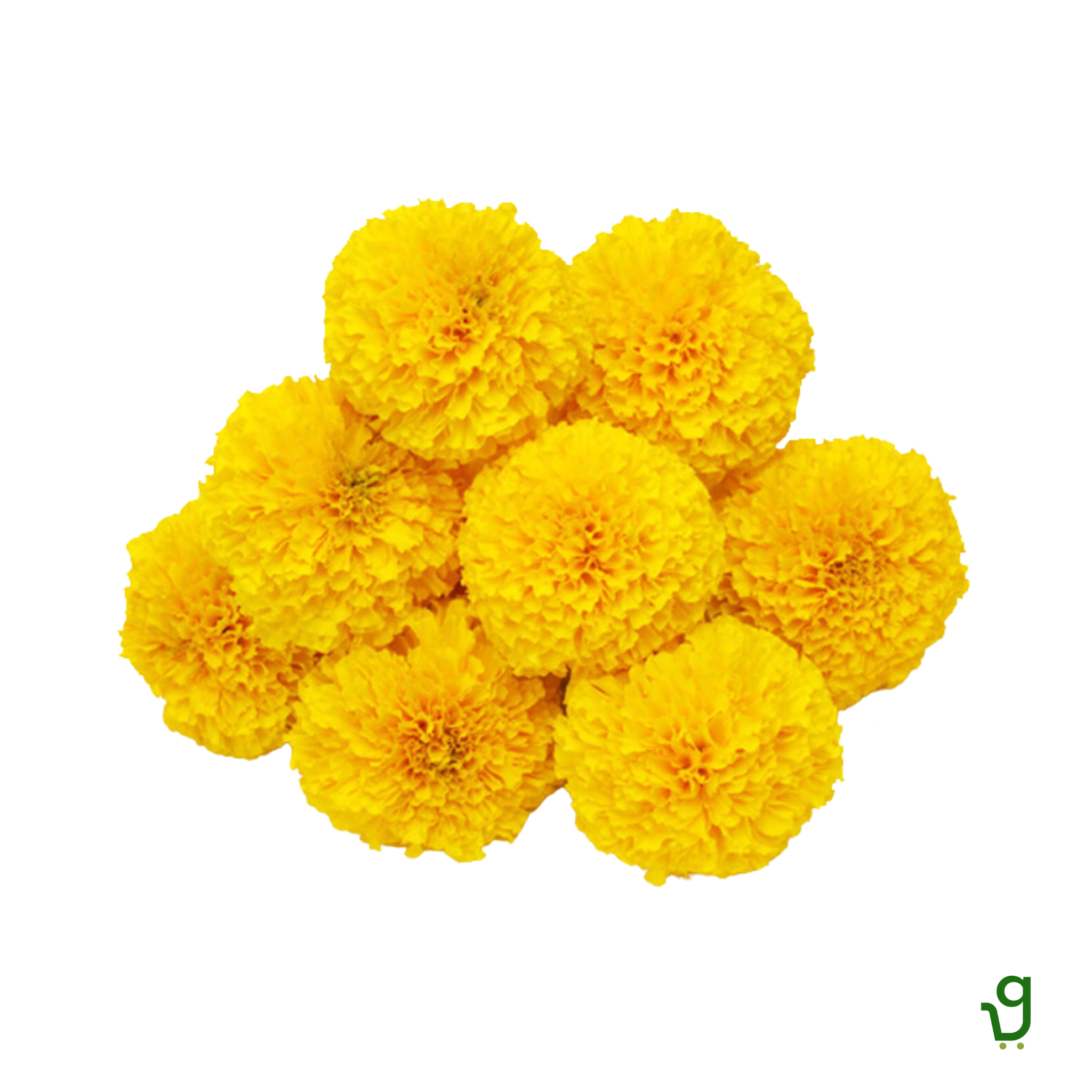 Yellow Marigold (250g)