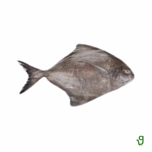 Lepo-Sole Fish (500g)