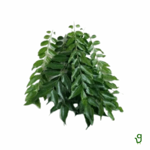 White & Green Wreath (18 Inches)