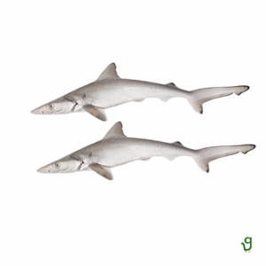 Shevto/Mullet Fish (500g)